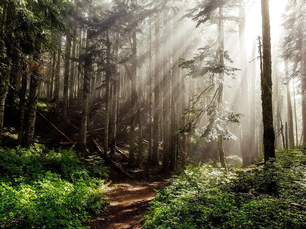 Forest path through tall trees into sunlight.